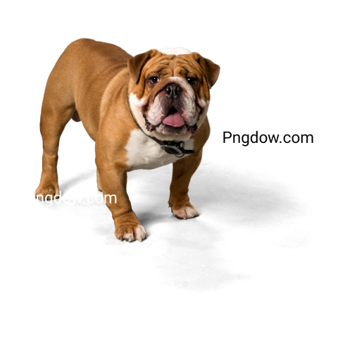 Bulldog Png image with transparent background for free, Bulldog, (85)