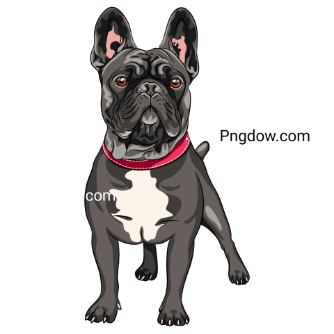 Bulldog Png image with transparent background for free, Bulldog, (52)