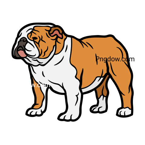 Bulldog Png image with transparent background for free, Bulldog, (7)