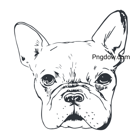 Bulldog Png image with transparent background for free, Bulldog, (10)