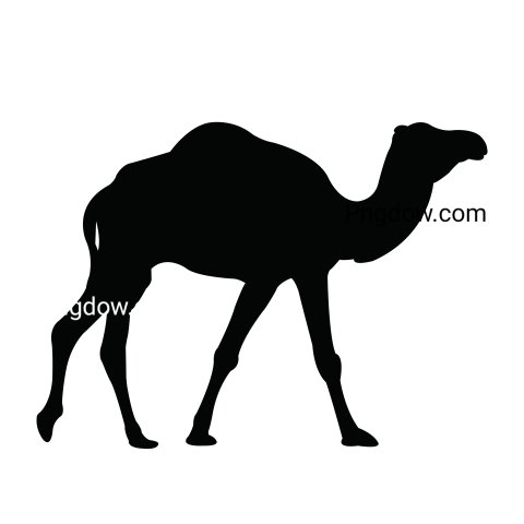 Camel Png image with transparent background for free, Camel, (28)