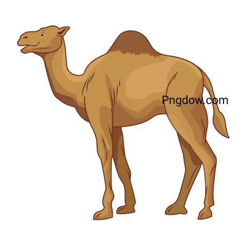 Camel Png image with transparent background for free, Camel, (30)