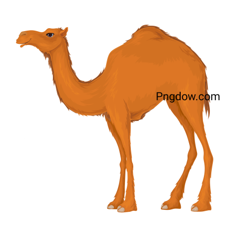 Camel Png image with transparent background for free, Camel, (17)