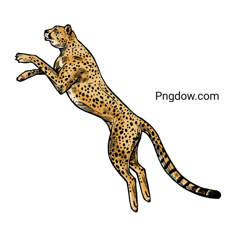 Cheetah Png image with transparent background for free, Cheetah, (31)