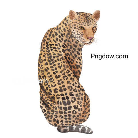 Cheetah Png image with transparent background for free, Cheetah, (40)