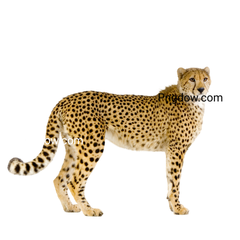 Cheetah Png image with transparent background for free, Cheetah, (10)