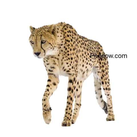 Cheetah Png image with transparent background for free, Cheetah, (11)