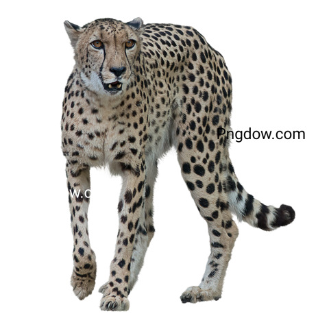 Cheetah Png image with transparent background for free, Cheetah, (12)