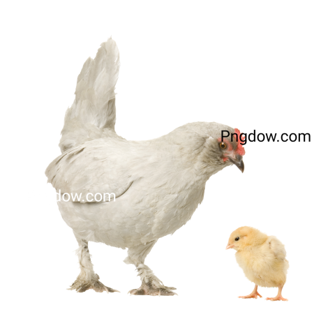Chicken Png image with transparent background for free, Chicken, (5)