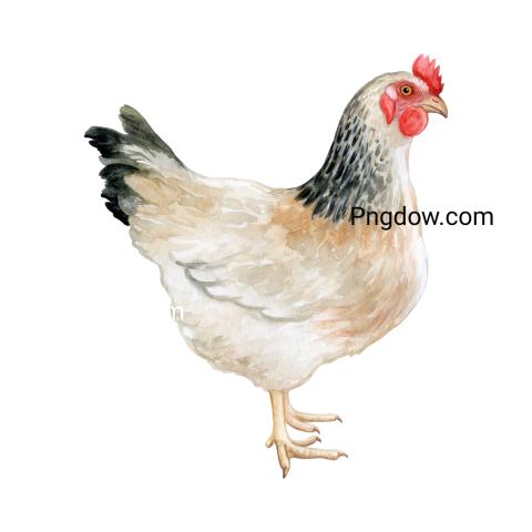 Chicken Png image with transparent background for free, Chicken, (22)