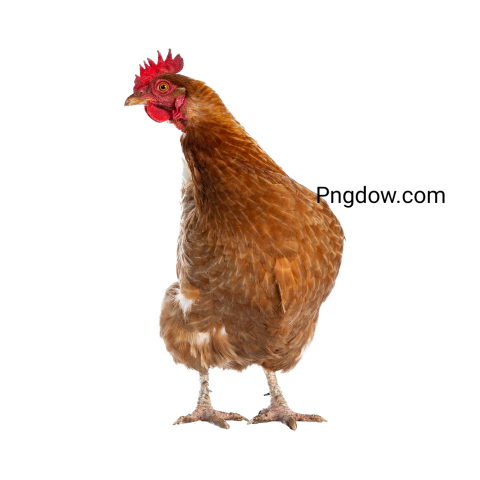 Chicken Png image with transparent background for free, Chicken, (15)
