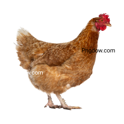 Chicken Png image with transparent background for free, Chicken, (13)