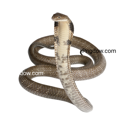 Cobra Png image with transparent background for free, Cobra, (1)