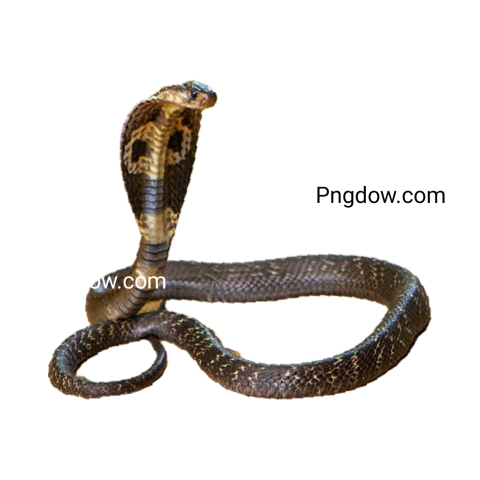 Cobra Png image with transparent background for free, Cobra, (6)