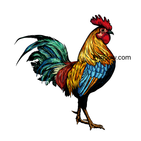 Cock Png image with transparent background for free, Cock, (17)
