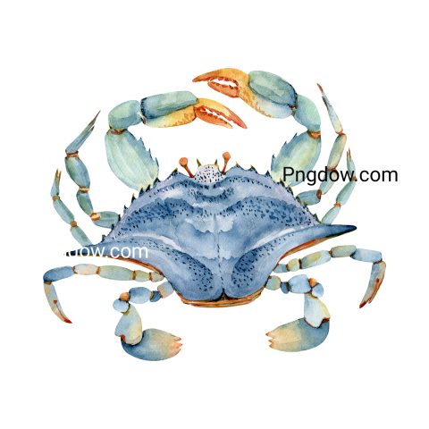 Crab Png image with transparent background for free, Crab, (25)