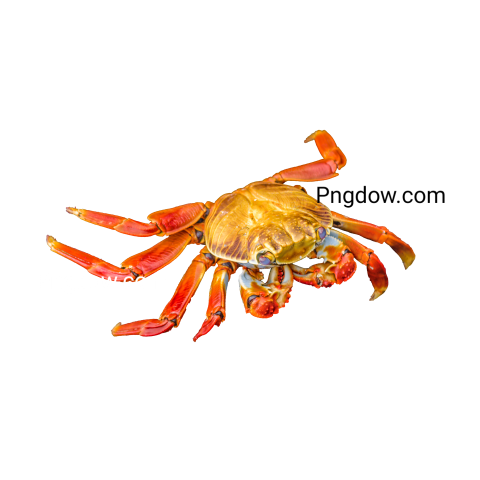 Crab Png image with transparent background for free, Crab, (8)