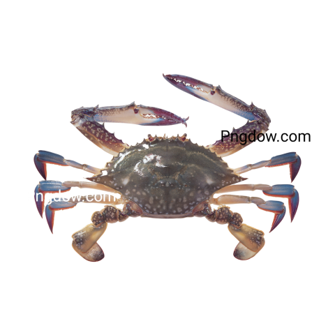 Crab Png image with transparent background for free, Crab, (10)