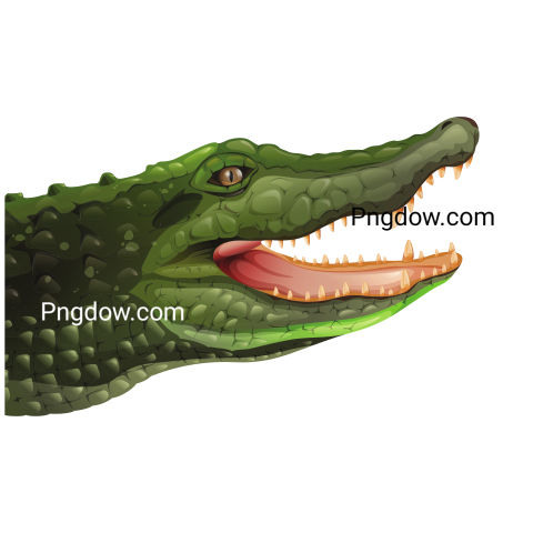 Crocodile Png image with transparent background for free, Crocodile, (7)