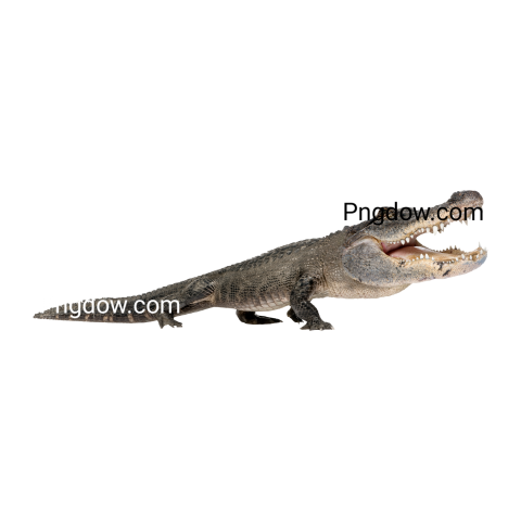 Crocodile Png image with transparent background for free, Crocodile, (38)