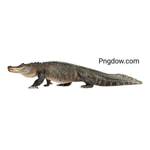 Crocodile Png image with transparent background for free, Crocodile, (37)