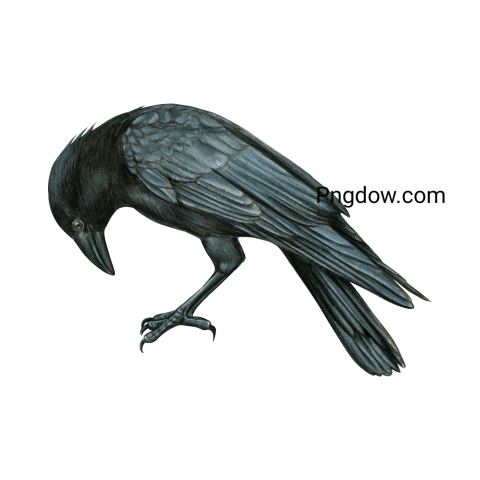 Crow Png image with transparent background for free, Crow, (25)