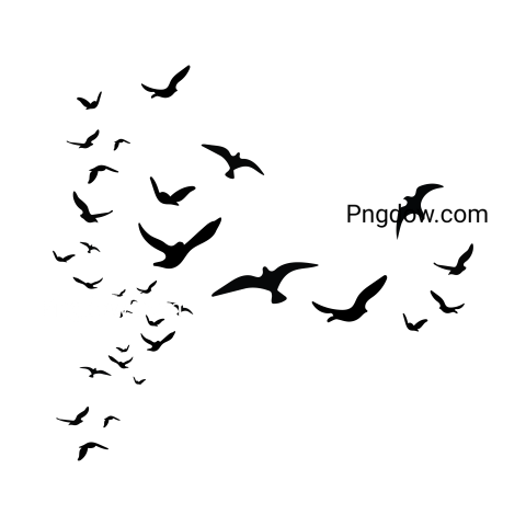 Crow Png image with transparent background for free, Crow, (23)