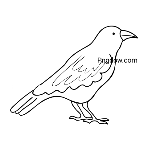 Crow Png image with transparent background for free, Crow, (11)
