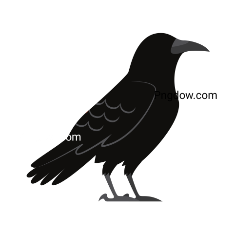 Crow Png image with transparent background for free, Crow, (16)