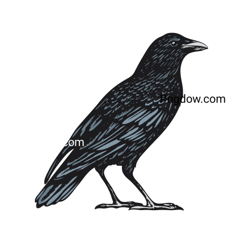 Crow Png image with transparent background for free, Crow, (3)