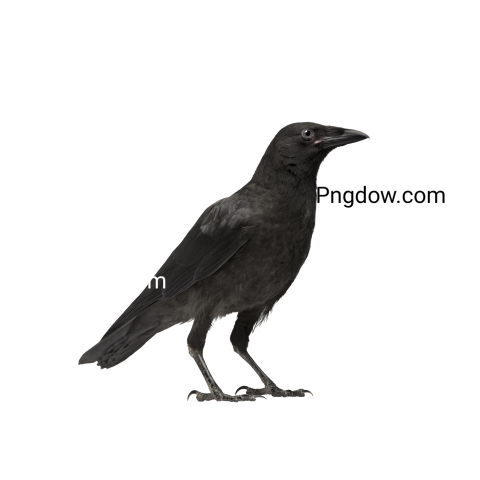 Crow Png image with transparent background for free, Crow, (4)