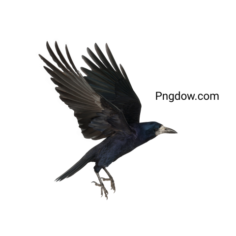 Crow Png image with transparent background for free, Crow, (5)