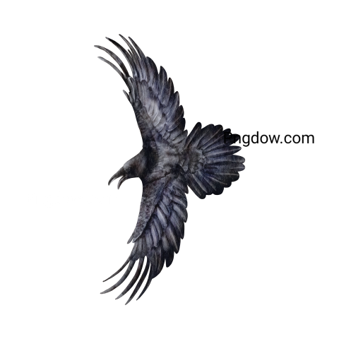 Crow Png image with transparent background for free, Crow, (7)