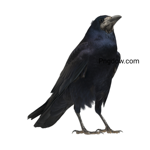 Crow Png image with transparent background for free, Crow, (6)