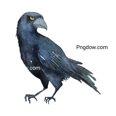 Crow Png image with transparent background for free, Crow, (8)