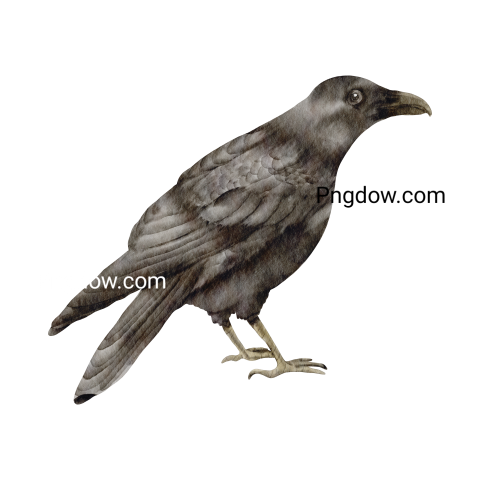 Crow Png image with transparent background for free, Crow, (1)