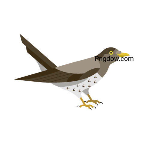 Cuckoo Png image with transparent background for free, Cuckoo, (21)