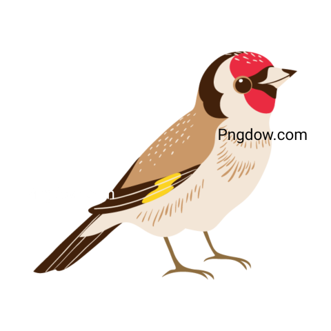 Cuckoo Png image with transparent background for free, Cuckoo, (7)
