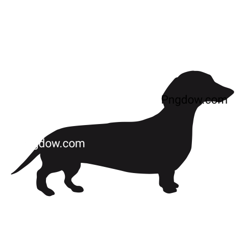 Dachshund Png image with transparent background for free, Dachshund, (41)