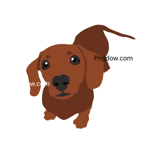 Dachshund Png image with transparent background for free, Dachshund, (38)
