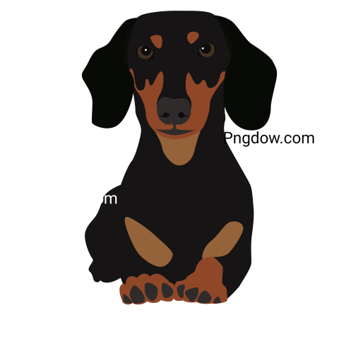 Dachshund Png image with transparent background for free, Dachshund, (33)