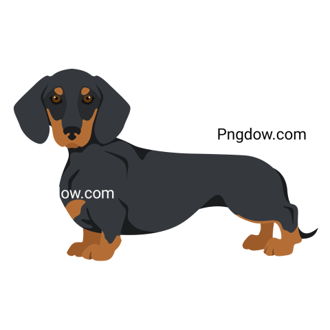 Dachshund Png image with transparent background for free, Dachshund, (43)