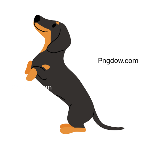 Dachshund Png image with transparent background for free, Dachshund, (37)