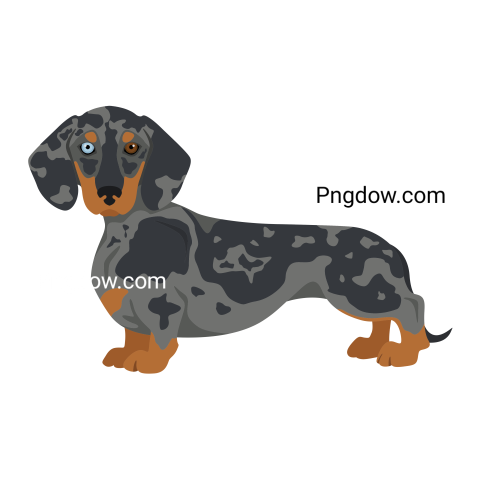 Dachshund Png image with transparent background for free, Dachshund, (39)