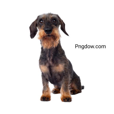 Dachshund Png image with transparent background for free, Dachshund, (31)