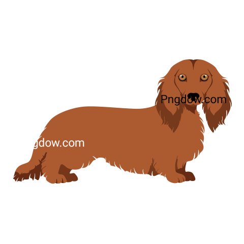 Dachshund Png image with transparent background for free, Dachshund, (14)