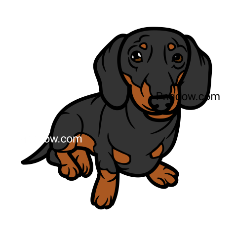 Dachshund Png image with transparent background for free, Dachshund, (19)