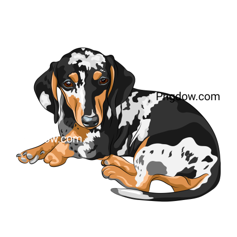 Dachshund Png image with transparent background for free, Dachshund, (12)