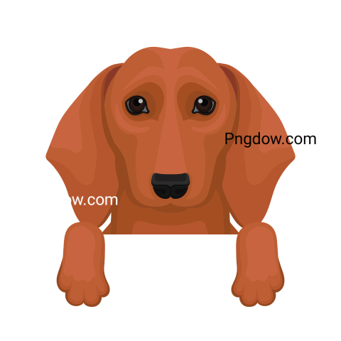 Dachshund Png image with transparent background for free, Dachshund, (22)