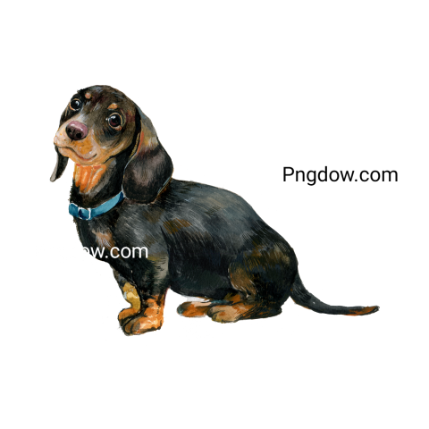 Dachshund Png image with transparent background for free, Dachshund, (27)